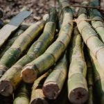 Sugar Cane - brown bamboo sticks on brown wooden table