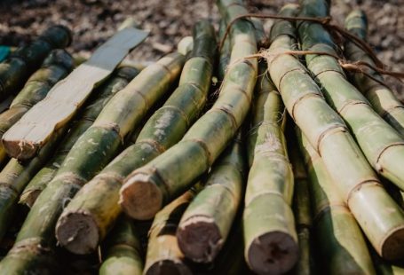 Sugar Cane - brown bamboo sticks on brown wooden table