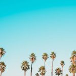 Palm Trees - green-and-brown palm trees under clear blue sky