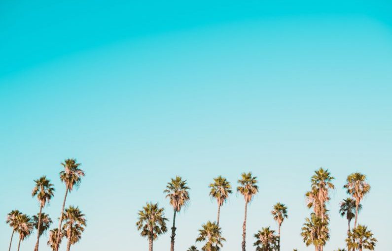 Palm Trees - green-and-brown palm trees under clear blue sky