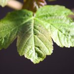 Stevia Leaf - null