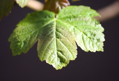 Stevia Leaf - null