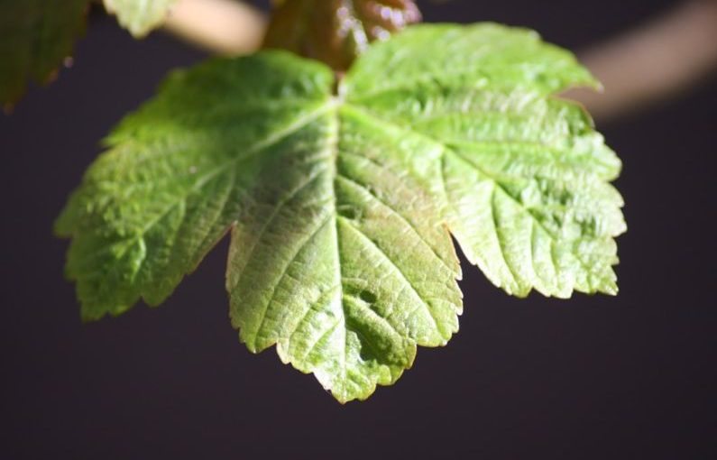 Stevia Leaf - null