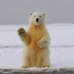 Polar Bear - polar bear on snow covered ground during daytime