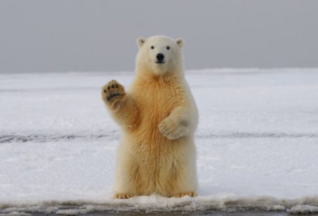 Polar Bear - polar bear on snow covered ground during daytime