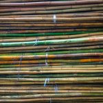 Cane Sugar - pile of green and brown bamboo sticks