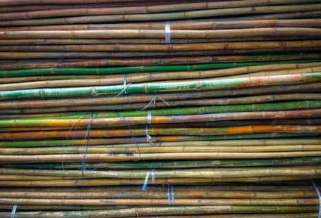 Cane Sugar - pile of green and brown bamboo sticks