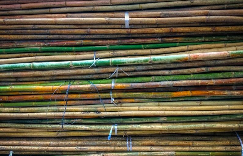 Cane Sugar - pile of green and brown bamboo sticks