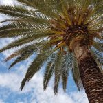 Palm Sugar - green palm tree under blue sky and white clouds during daytime