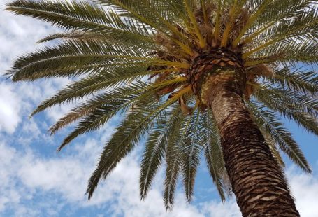 Palm Sugar - green palm tree under blue sky and white clouds during daytime