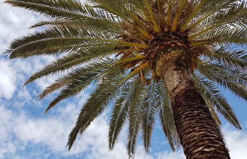 Palm Sugar - green palm tree under blue sky and white clouds during daytime