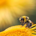 Bee - honeybee perching on yellow flower