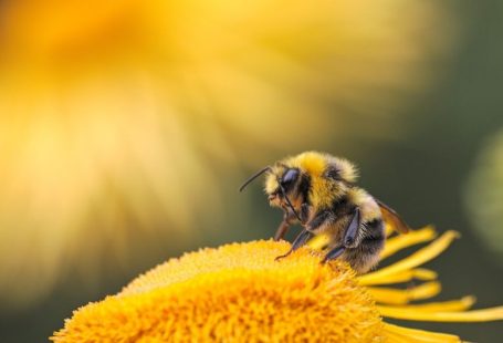 Bee - honeybee perching on yellow flower