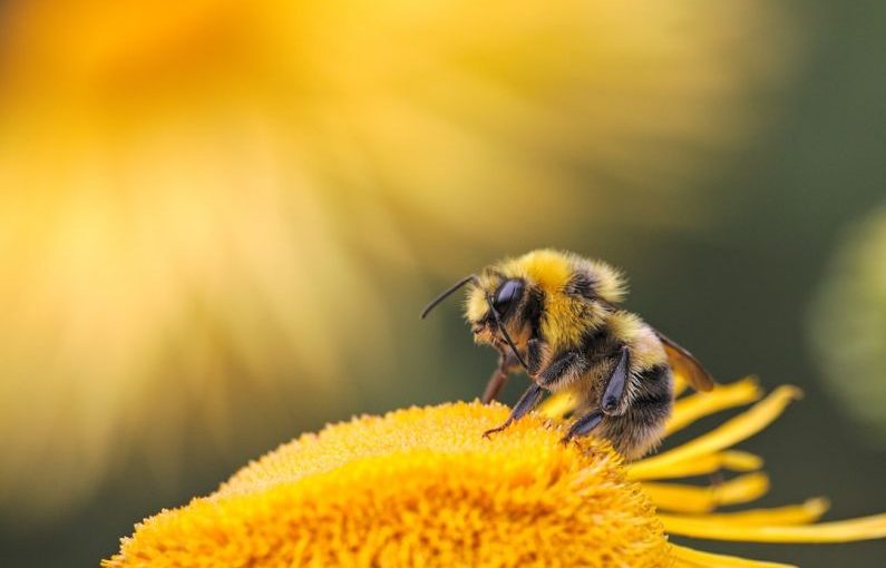 Bee - honeybee perching on yellow flower