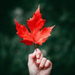 Maple Leaf - person holding maple leaf
