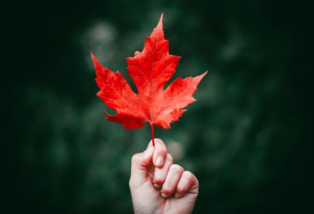 Maple Leaf - person holding maple leaf