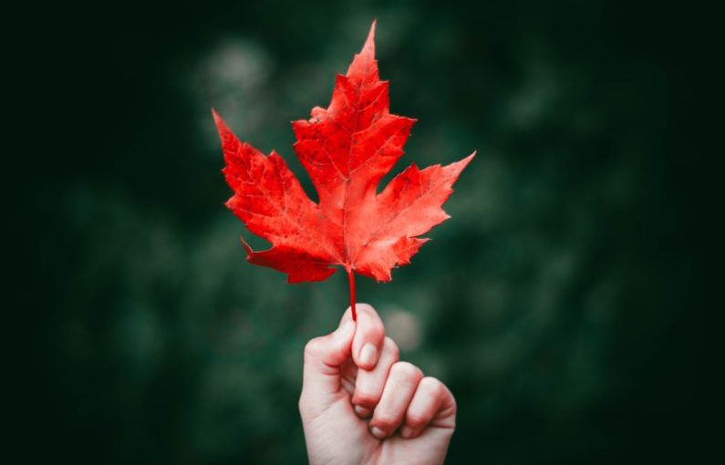 Maple Leaf - person holding maple leaf