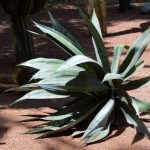 Agave Plant - a plant with leaves