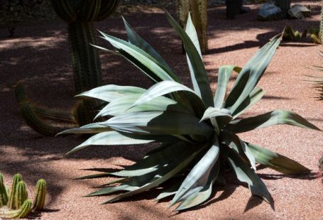 Agave Plant - a plant with leaves