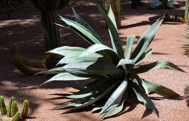 Agave Plant - a plant with leaves