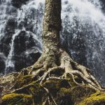 Yacon Root - tree roots on rock formation