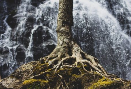 Yacon Root - tree roots on rock formation