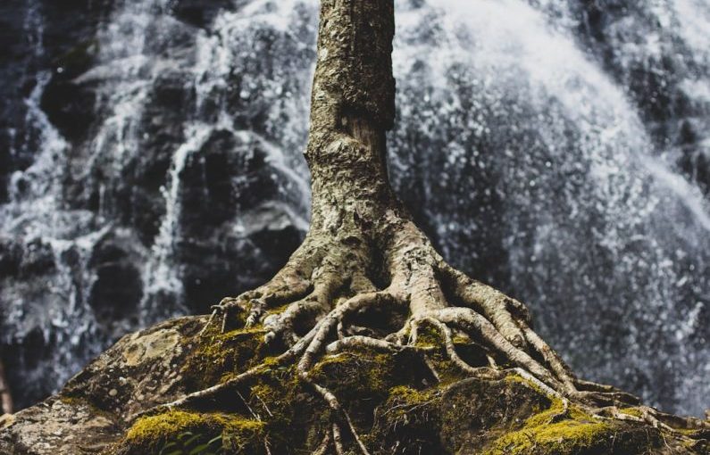 Yacon Root - tree roots on rock formation