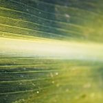 Sorghum - a close up view of a green leaf