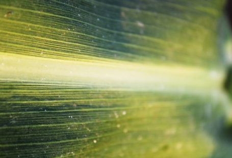 Sorghum - a close up view of a green leaf