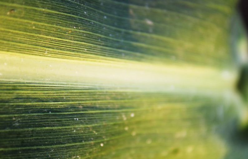 Sorghum - a close up view of a green leaf