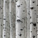 Birch Tree - a group of trees that are standing in the snow