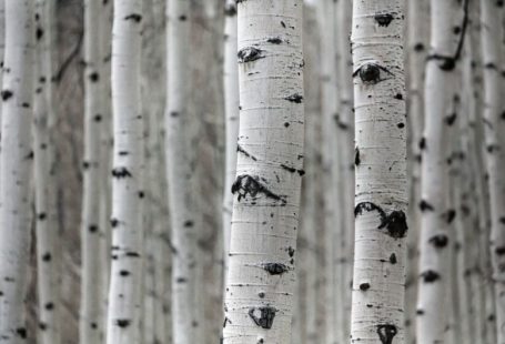 Birch Tree - a group of trees that are standing in the snow