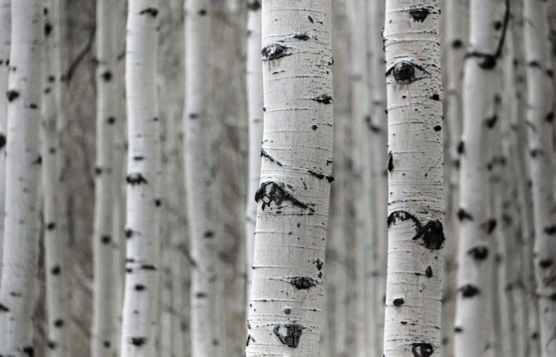 Birch Tree - a group of trees that are standing in the snow