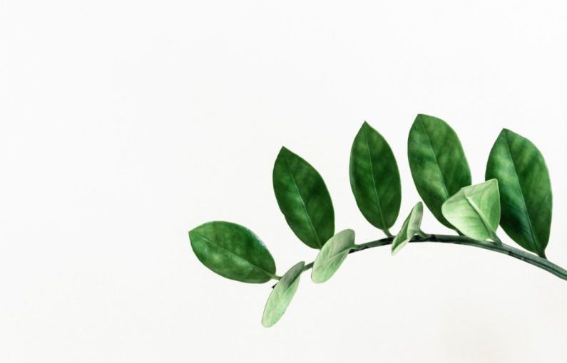 Stevia Leaf - green leafed plant clip art