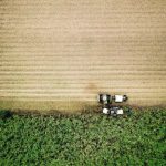 Sugarcane - aerial photo of farm