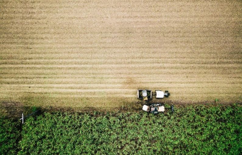 Sugarcane - aerial photo of farm