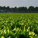 Sugar Beet - green plants under white sky during daytime