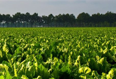 Sugar Beet - green plants under white sky during daytime