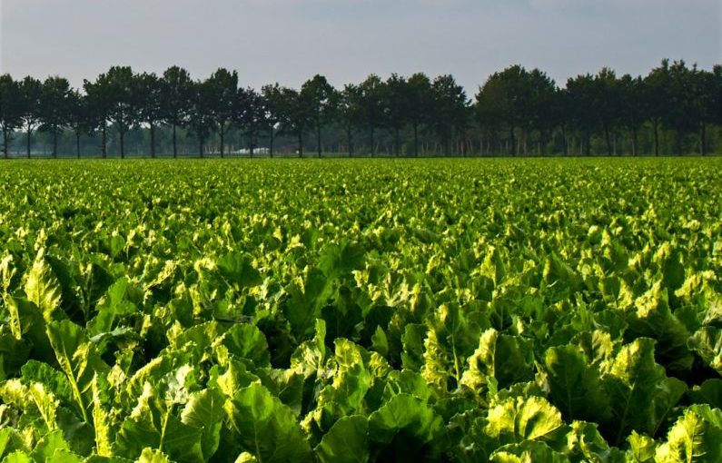 Sugar Beet - green plants under white sky during daytime