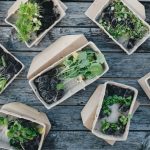 Biodegradable - green leaves on white ceramic bowls