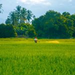 Pesticide Spray - a person in a green field with trees in the background