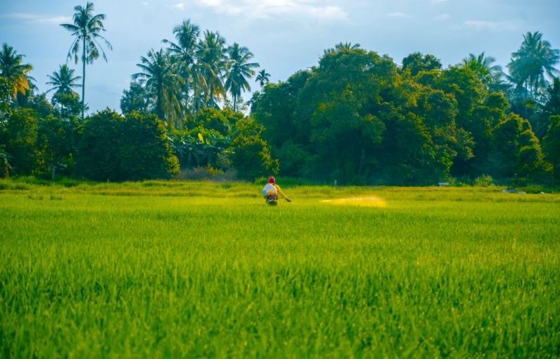 Pesticide Spray - a person in a green field with trees in the background